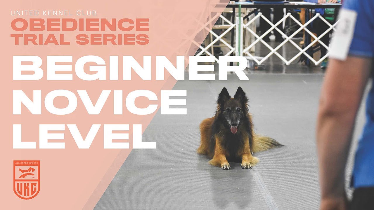 Курсы UKC Obedience: дрессировка собаки для новичков | United Kennel Club