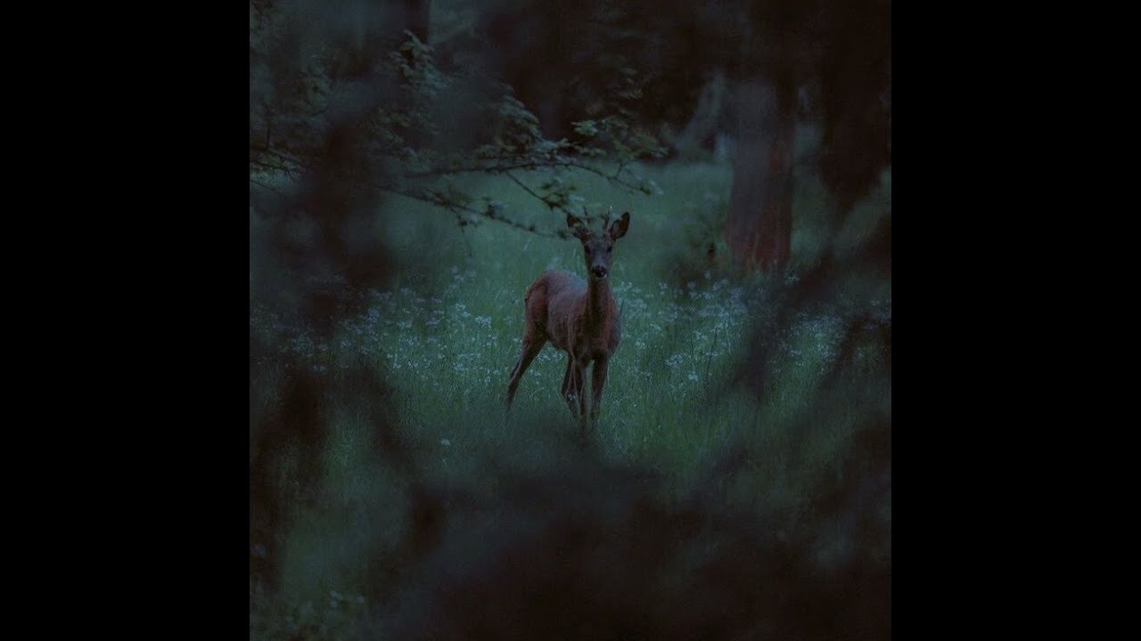 Acoustic Guitar / Indie Folk Type Beat - 