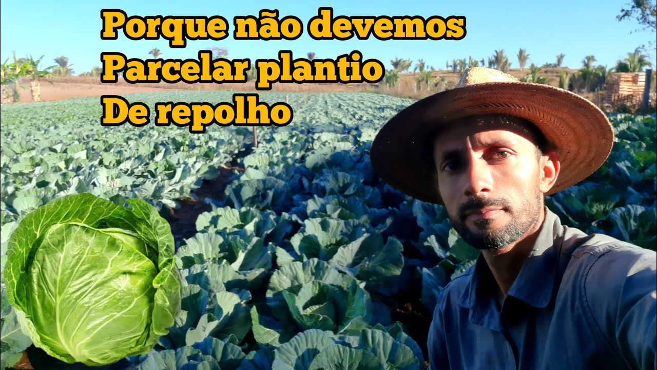 Veja este video antes de plantar repolho #Repolho