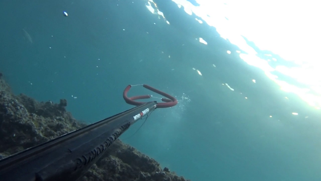 Spearfishing seabass with pathos sniper 85