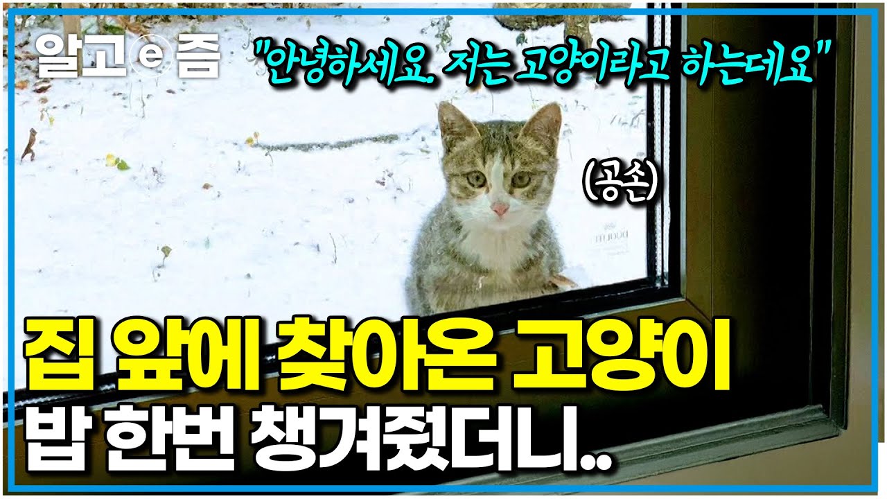 이사 온 첫날, 집 앞에 고양이가 찾아왔다. 그러고는 동네 고양이 맛집이 되는데..?(북적북적)｜고양이를 부탁해｜알고e즘