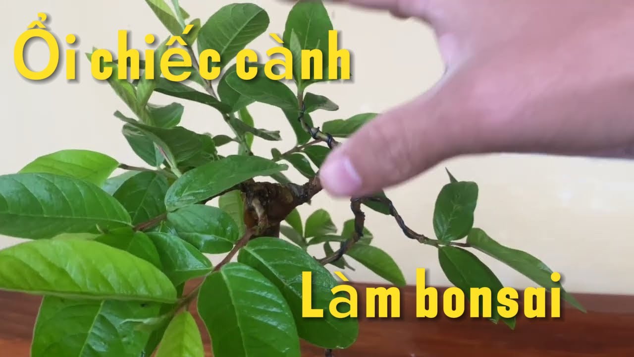 Cây ổi chiếc làm bonsai gần hoàn thiện