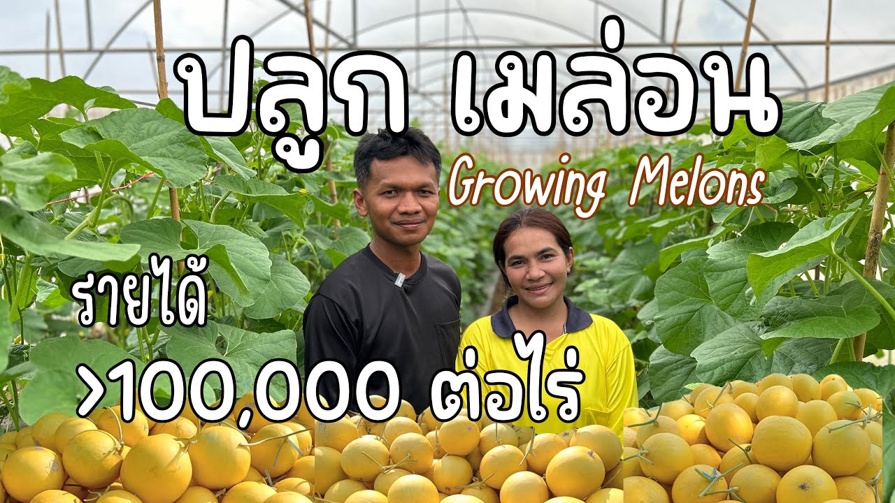 ปลูก..เมล่อน...เกรดพรีเมี่ยม..รายได้มากกว่า 100,000 ต่อไร่ Growing Melons premium grade in Thailand