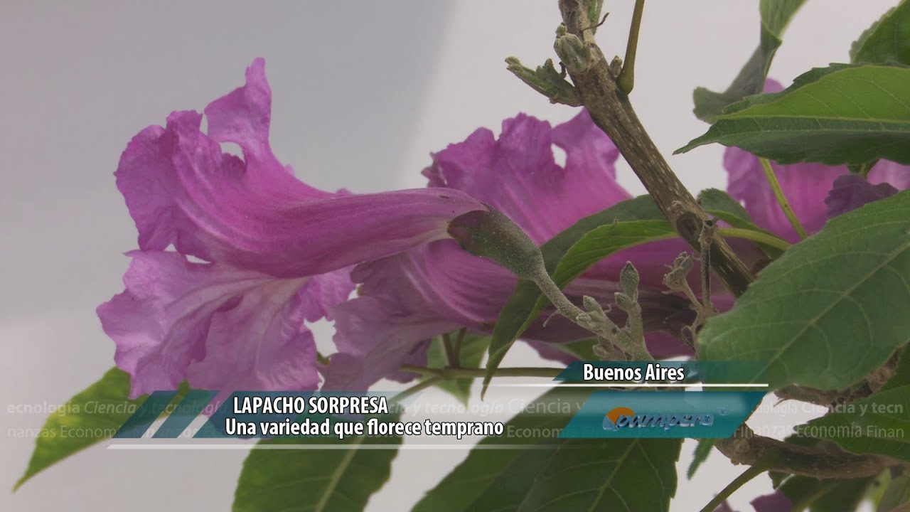 Lapacho Sorpresa: una variedad que florece temprano