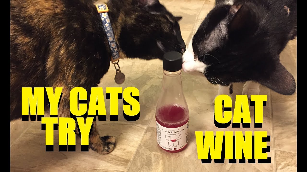 My Cats Try Cat Wine! | Pinot Meow®