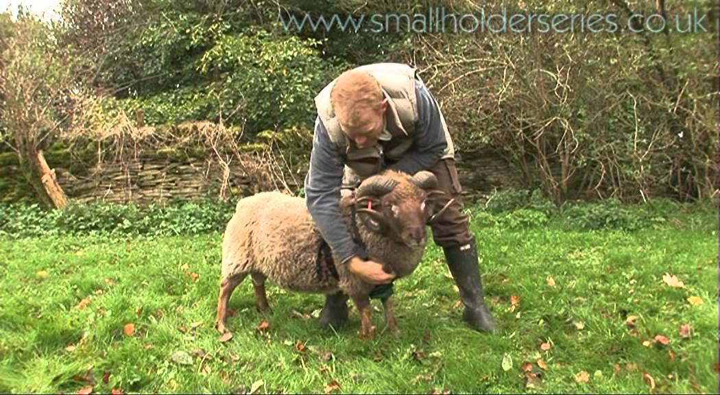 Putting on a Ram Harness with Adam Henson
