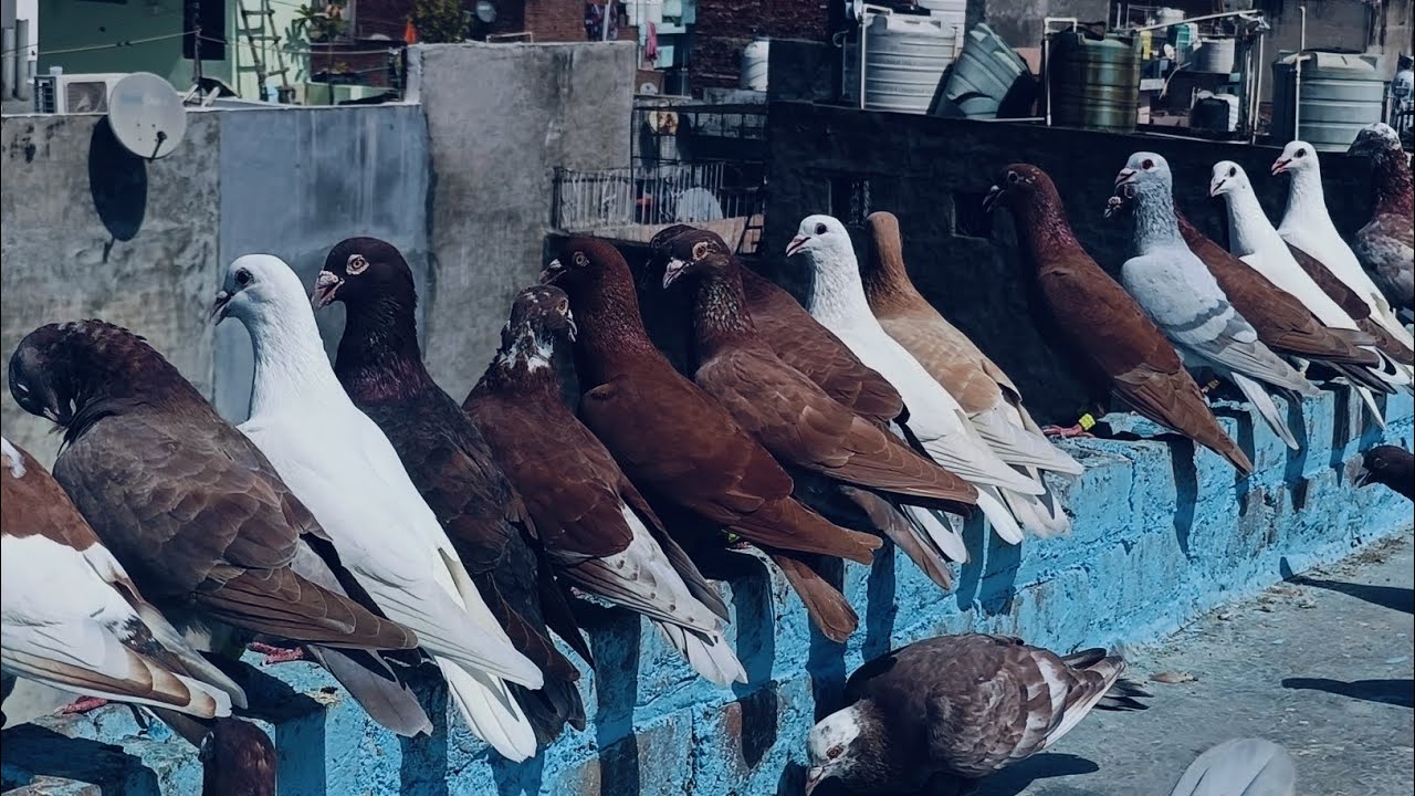 LADAIYA START HO GYI 😍 SEASON KI 1ST KUSHTI 🕊️❤️,,#dailyvlog #pigeon #entertainment #kabootar #birds