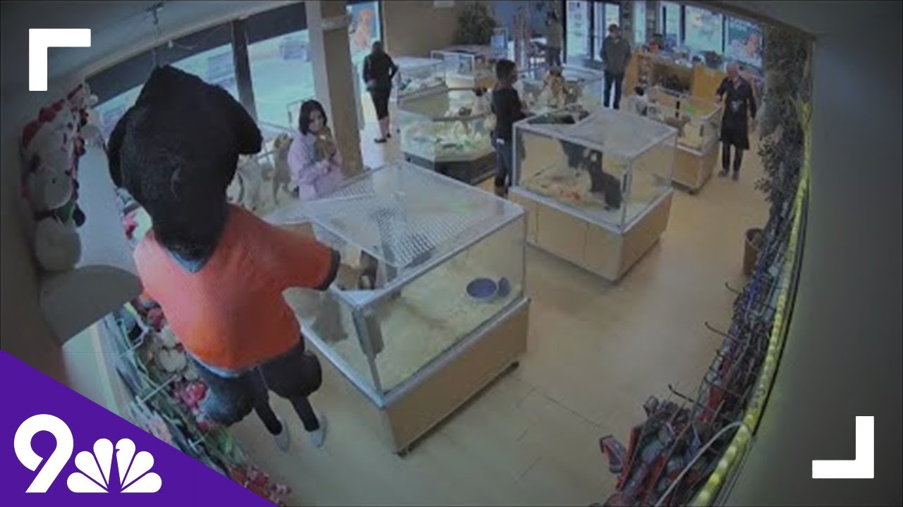 RAW: Pomeranian puppy stolen from Centennial pet store