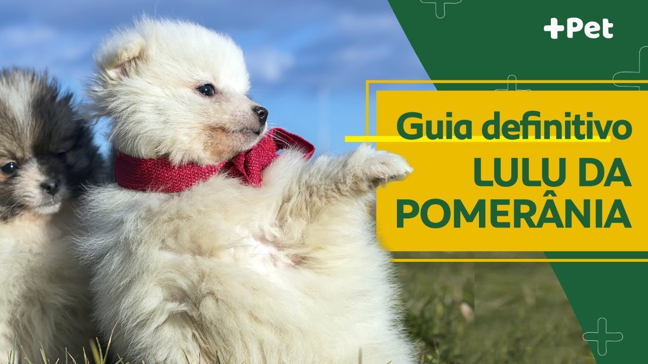 GUIA DE RAÇAS COMPLETO SOBRE O LULU DA POMERANIA! | CANAL MAIS PET