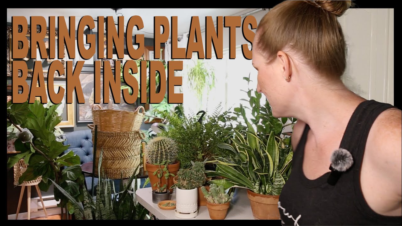 WINTER PREP | Bringing plants back inside