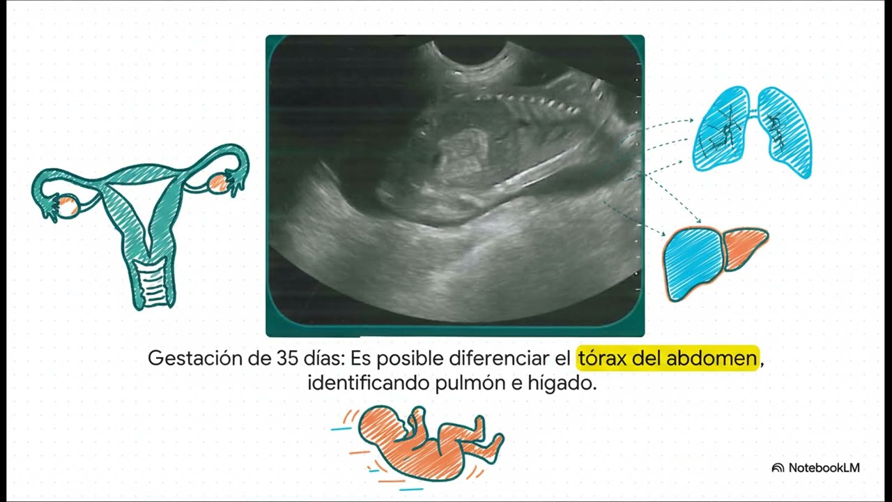 Ecografía Reproductiva
