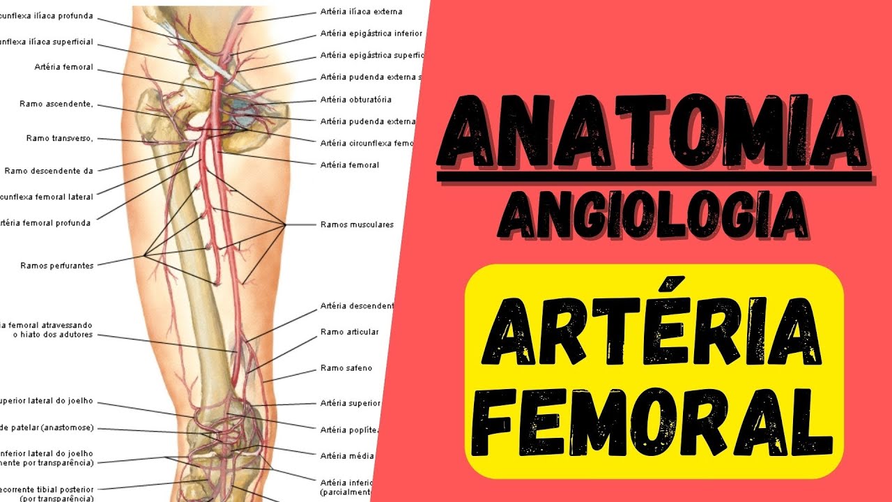 🔴👉 Artéria FEMORAL - Angiologia 3 do Membro Inferior (MMII) - Anatomia