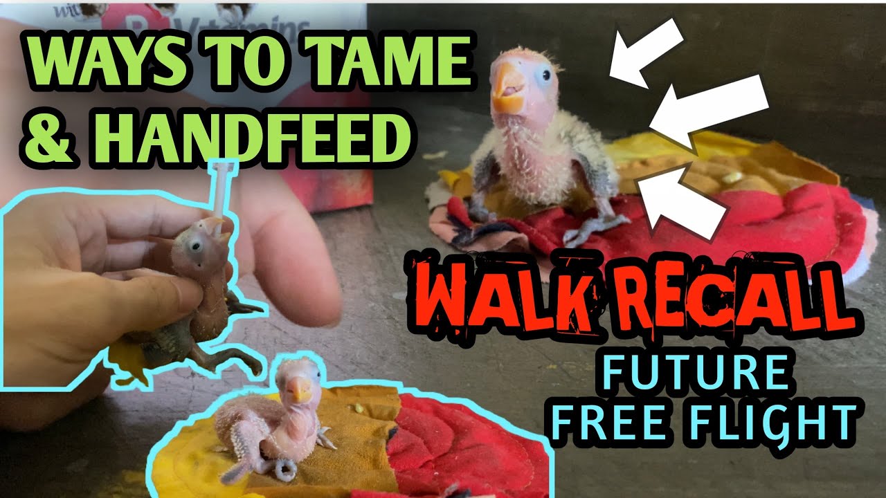 HOW TO TAME AFRICAN LOVEBIRDS | WALK RECALL | WAYS TO HANDFEED BIRDS -VLOG 32