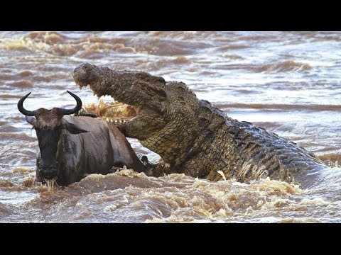 C&aacute; sấu : Kẻ săn mồi tối thượng - HD Thuyết minh tiếng việt