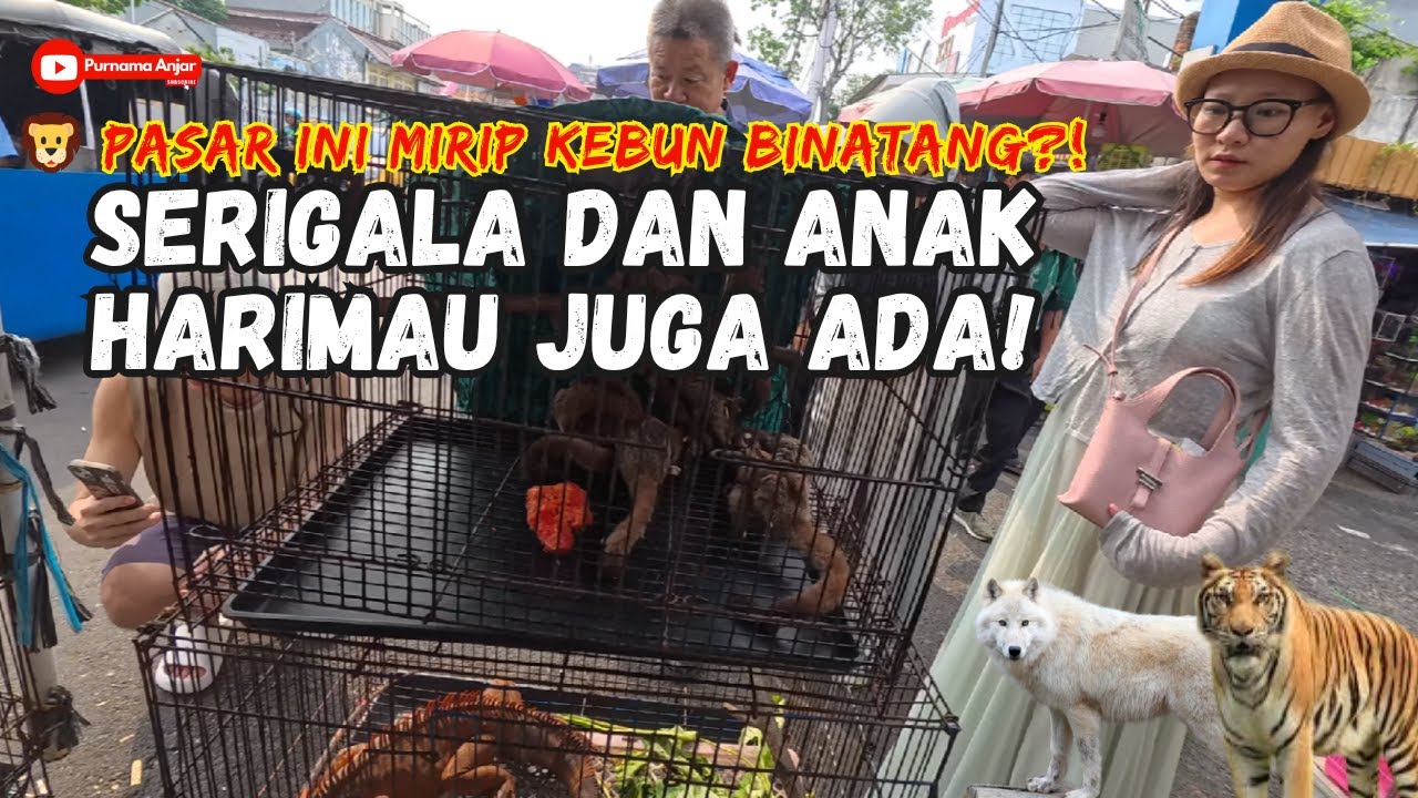 HATI-HATI KALO BELI HEWAN DI PASAR SINI?! MODUS LAMA BERKELIARAN GAYS!!!