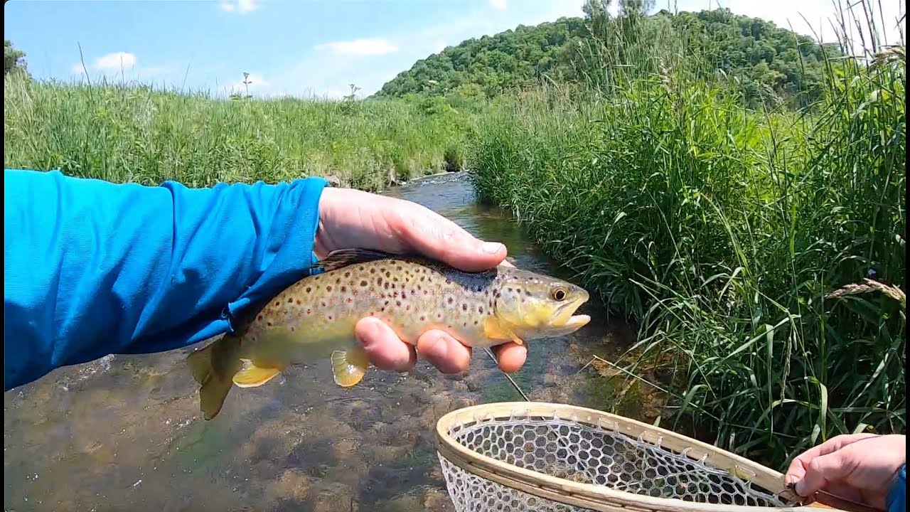 Fly fishing the Wisconsin Driftless! (Small stream HEAVEN!)