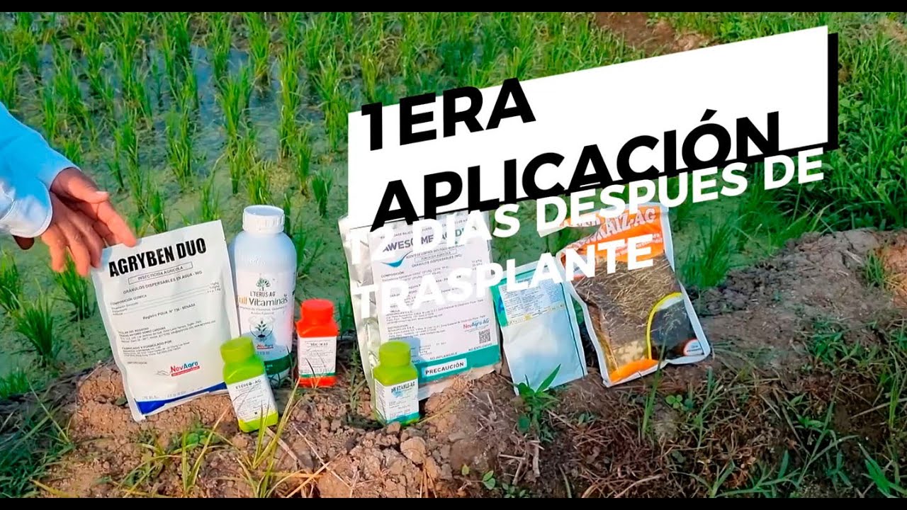 PRIMERA APLICACIÓN ARROZ 12 A 15 DÍAS DDT
