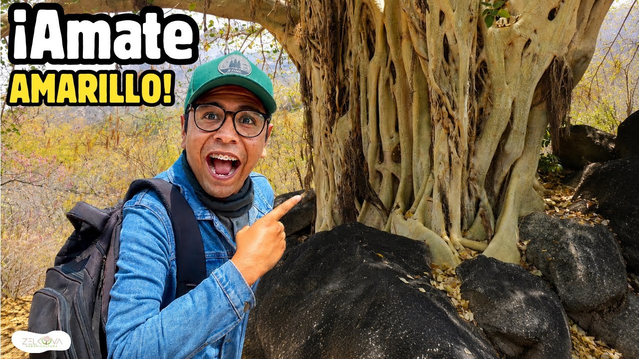 Buscando Árboles Nativos: Cerro del Palenque I ¡ESTO ENCONTRAMOS!