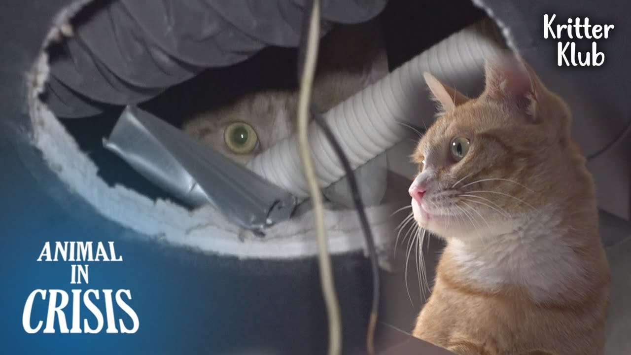 Секрет кота, прячущегося внутри потолка ресторана l Animal in Crisis Ep 339