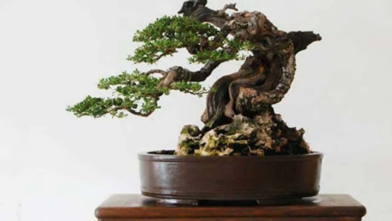 BONSAI BEAUTIFUL WORDWIDE part 93