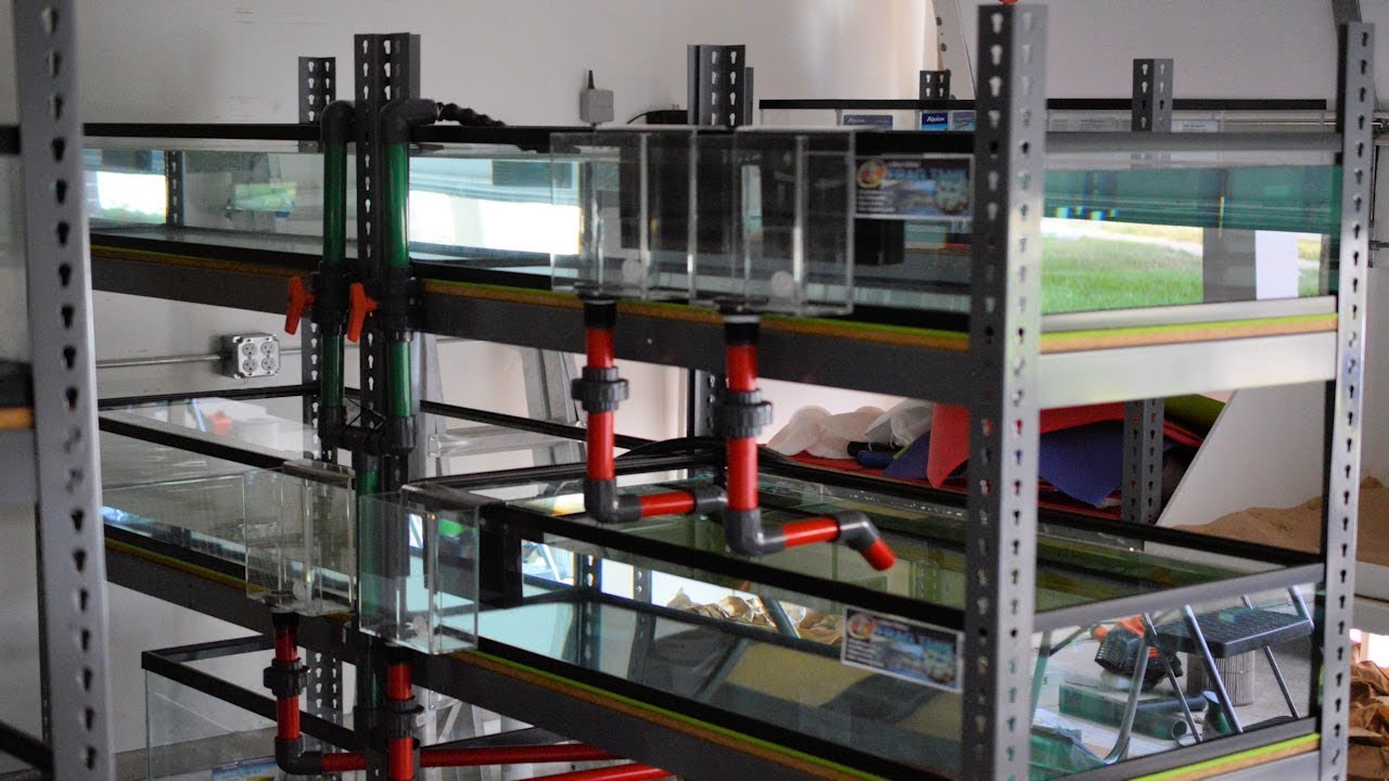 #6 | Fish Room Blue and Green Tank Rack Update 4K 👍