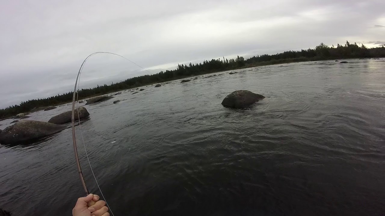 Atlantic Salmon Fishing - Gander River - September 2017