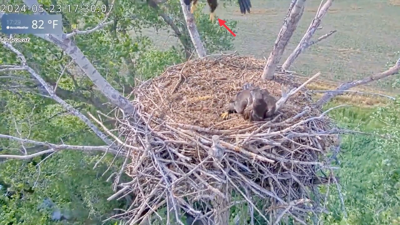 Kansas Eagles 5-23-24.  Wichita's High Hovers!  Cheyenne Chastises Mom ; Harvey's Late Delivery.
