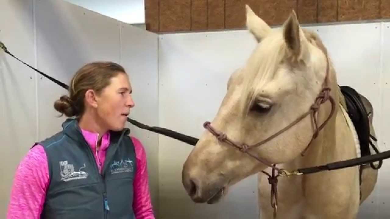 Hay, Water, and Eventing Mustangs