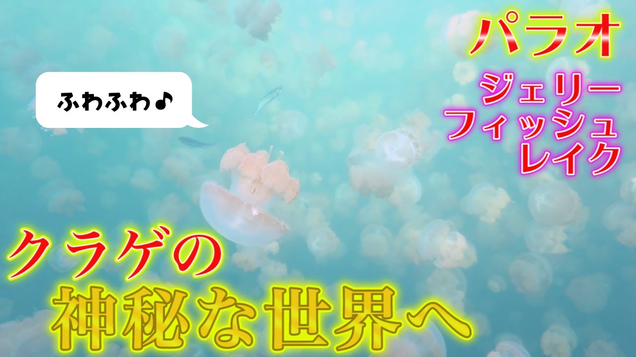パラオのジェリーフィッシュレイク！数万匹のクラゲたちがふわふわと漂う空間は、すごく非日常的な世界でした〜。