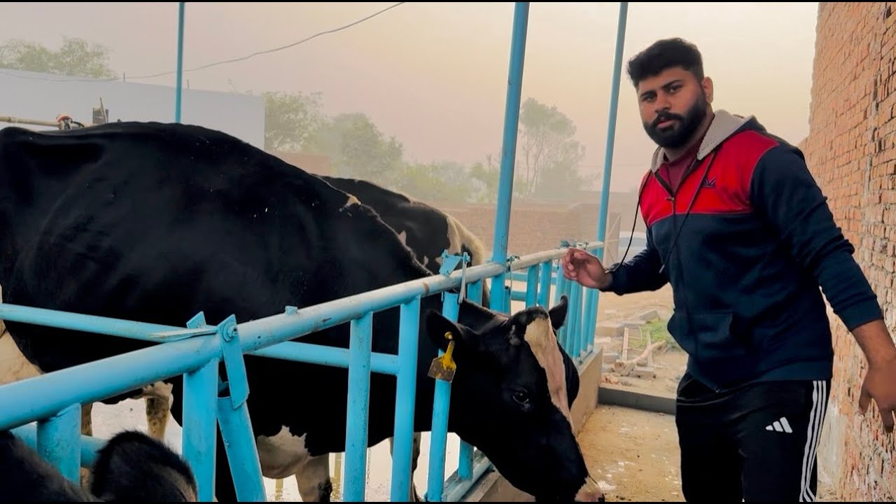 cow ka malik nikaalne ka knew setp 🐄