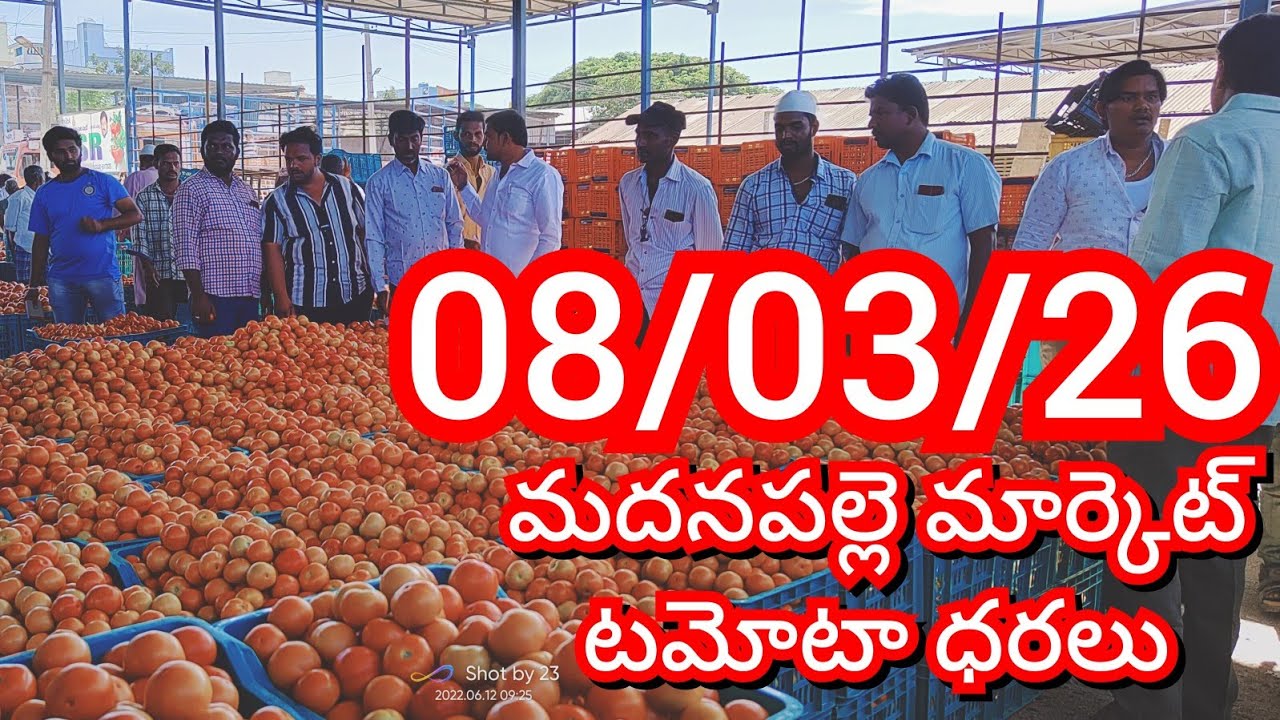 08-03-26 Madanapalle Tomato Market price Today || Today Tomato Market Rate in Madanapalle #today