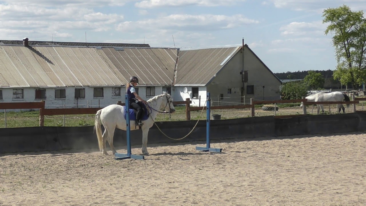 Teri working equitation 1, trieda Z