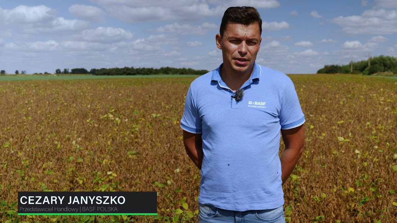 Soja gotowa do zbioru! | FARMER.PL