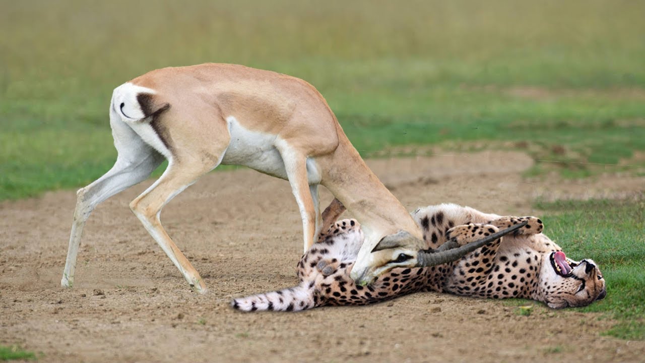 DIE SCHNELLSTEN TIERE DER WELT VERSAGEN! Gazzele besiegt Geparden mit Hörnern, Löwenjagd ..