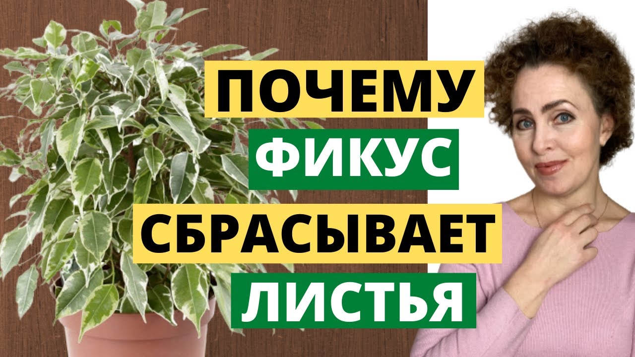 ФИКУС Бенжамина. Бонсай Фикус Микрокарпа. Фикус Бонсай. Фикус Гинсенг. Фикус.