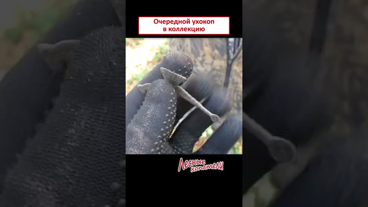 Резной петух.