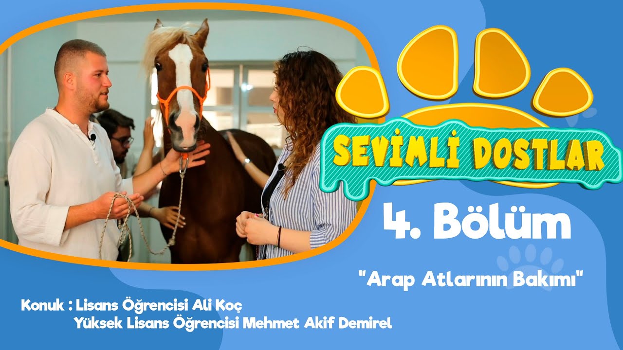 ''Arap Atların Bakımı'' | SEVİMLİ DOSTLAR