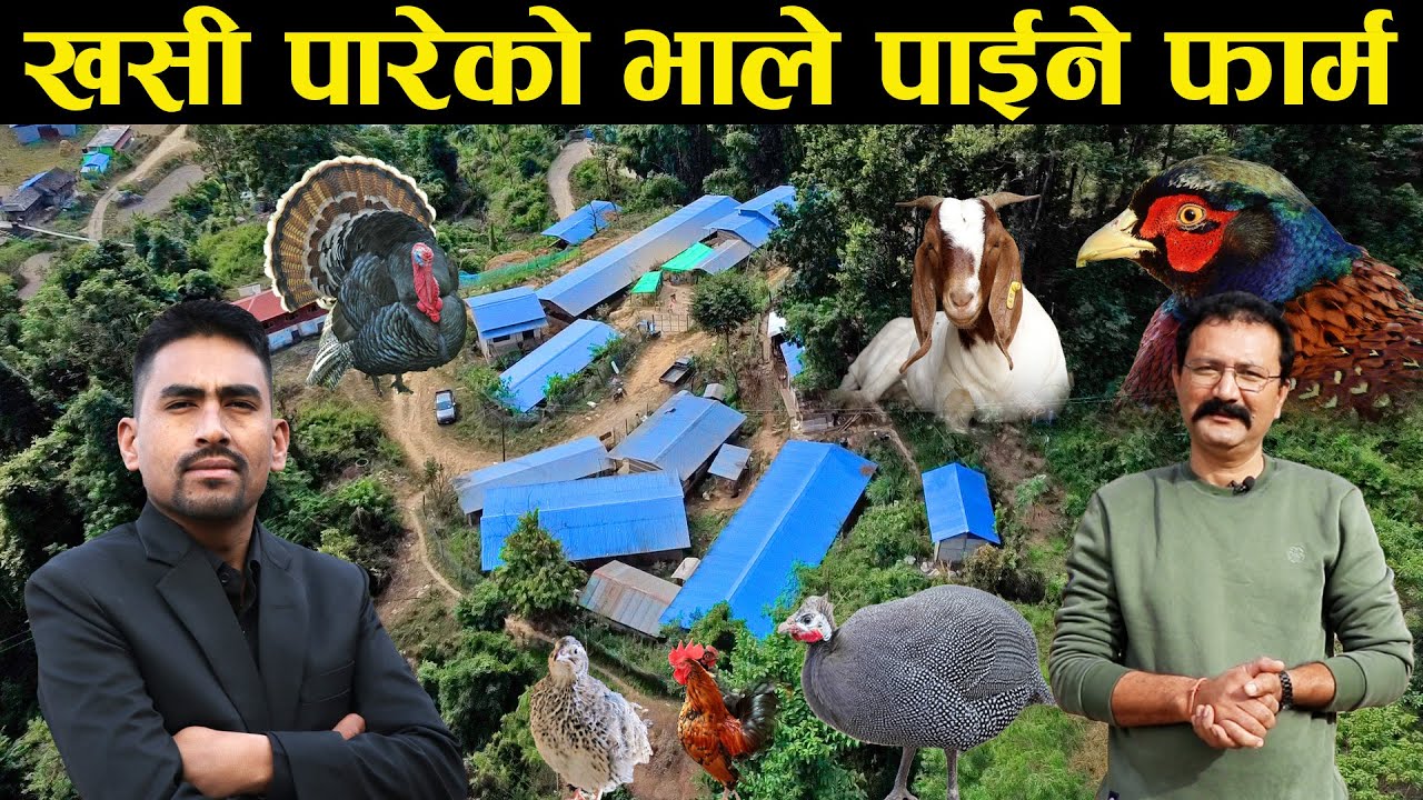 खसी पारेको भालेदेखी बँदेल सम्म पाईने २ करोडको फार्मको भ्रमण - Siddababa Yekikrit Krishi Farm Visit