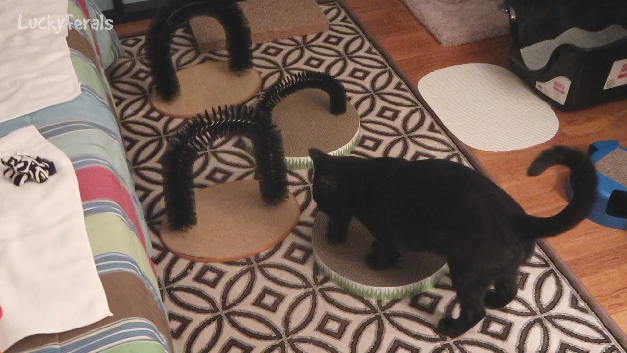 Boo Day 113 - Boo's New Daybed - The Lucky Ferals