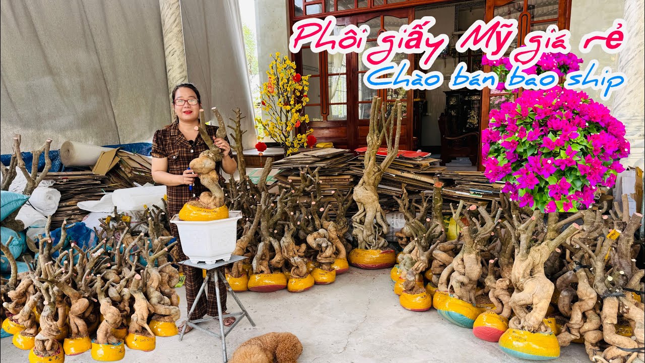 Phôi giấy giấy Mỹ giá rẻ chào bán bao phí ship..12/03😘📲 0772.119.600.Quỳnh-Như 