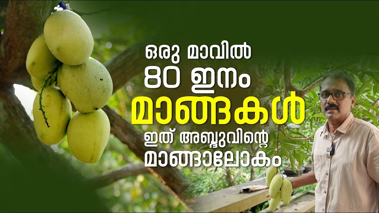 ഒരു മാവിൽ 80 ഇനം മാങ്ങകൾ -ഇത് അബ്ദുവിന്റെ മാങ്ങാലോകം