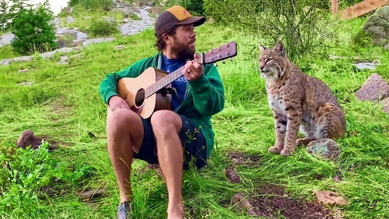 Wild Bobcat Comes to Hear This Guy Play Music Every Day — Then She Starts Bringing Him a Surprise