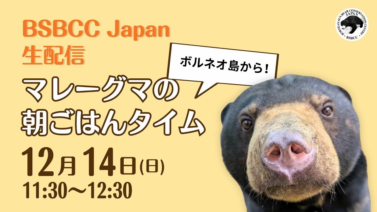 【生配信】ボルネオ島より！マレーグマの朝ごはんタイム
