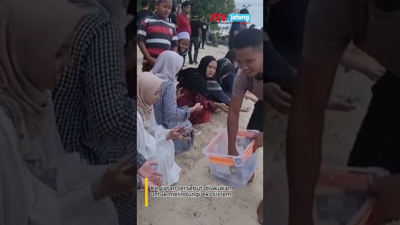 Pecinta Lingkungan di Jepara Lepas Puluhan Tukik di Pantai Karimun Jawa