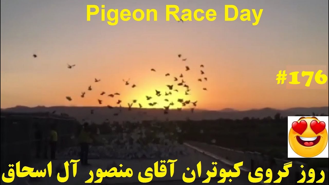 پاشوی روز گروی مسابقه کبوتران آقای منصور آل اسحاق iranian highflier pigeon flying in the race day