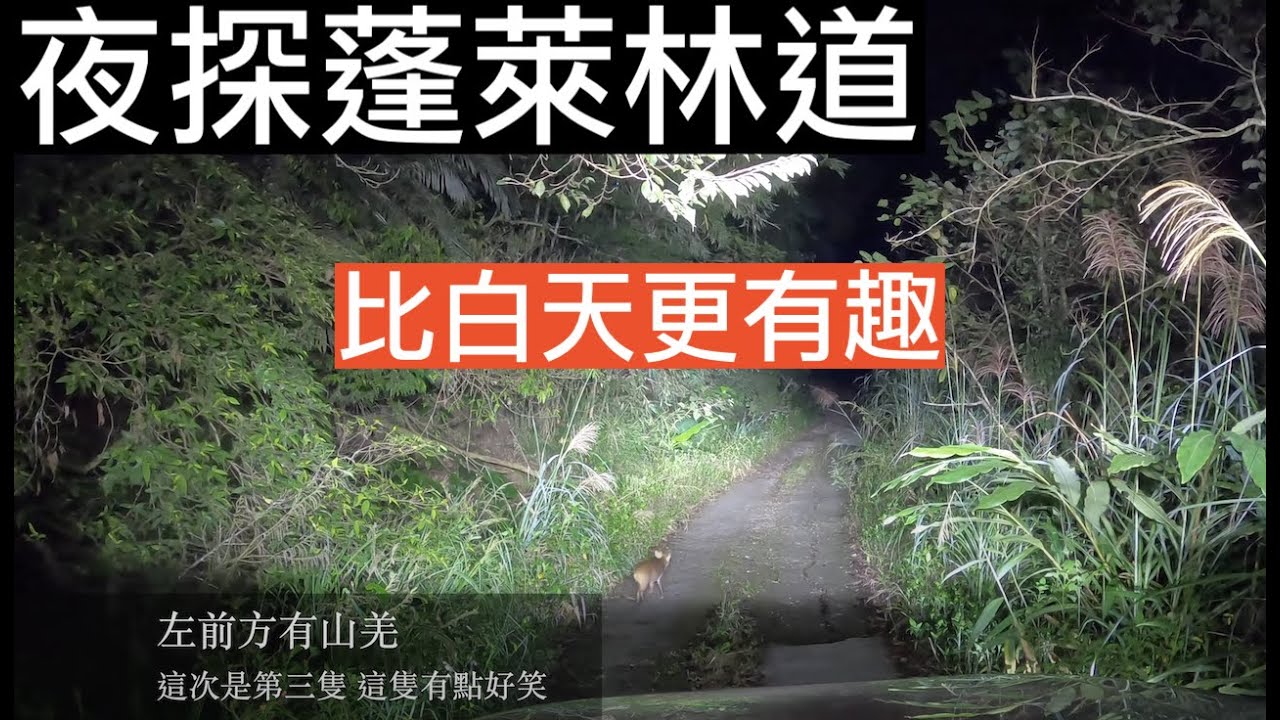 [4K] 夜闖蓬萊林道 20211101 | 暗夜系列 | (難度: ⭐️⭐️⭐️) Land Rover Discovery