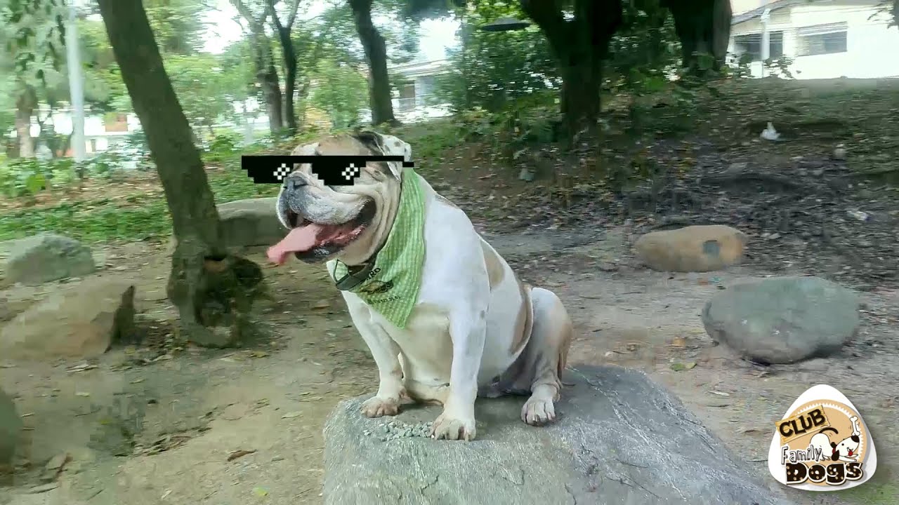 Club Family Dogs \\ #Capitulo6 \\  Serie Web #elprofedelosperros