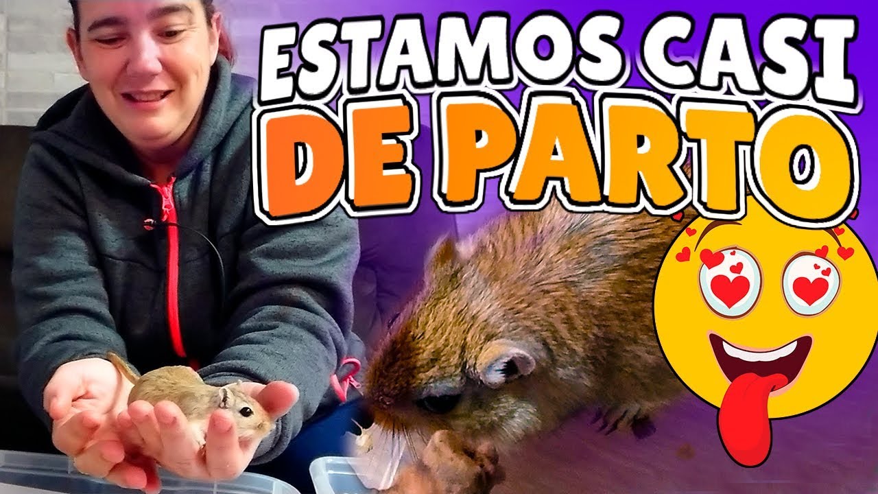 La REPRODUCCIÓN de los JERBOS🐀Crías de jerbos