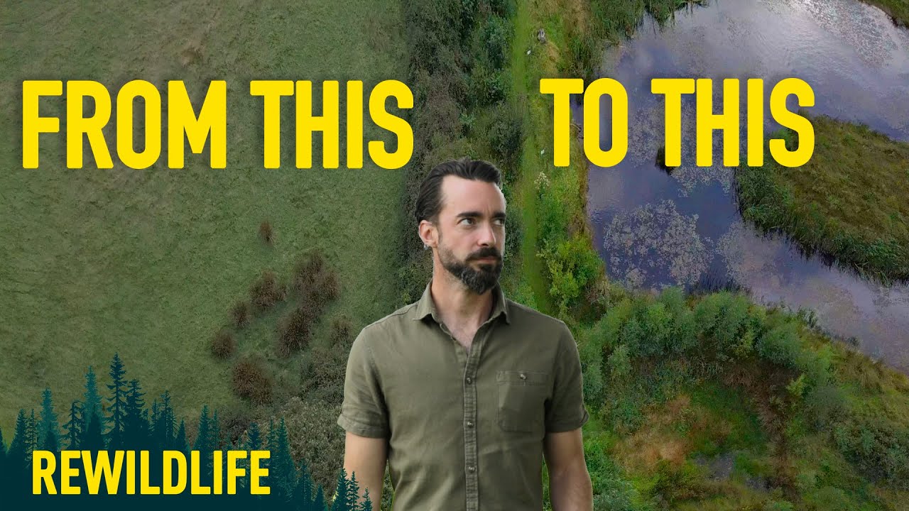 This Couple REWILDED an Irish Farm