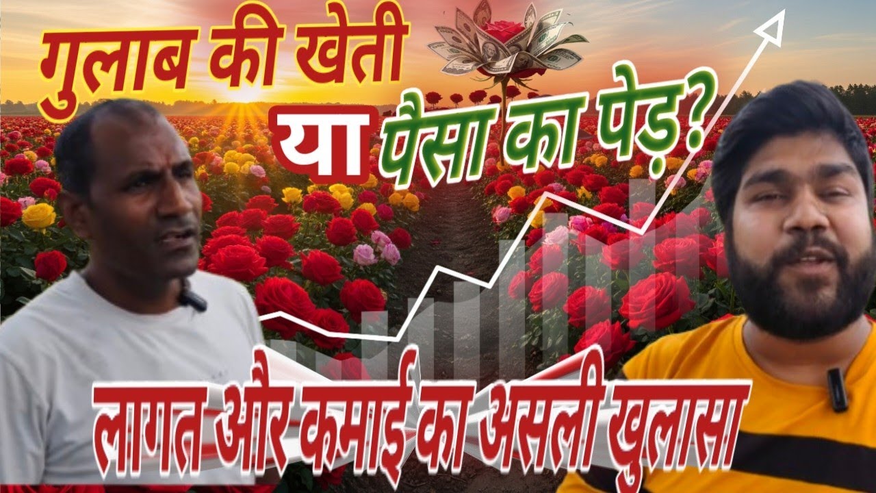 गुलाब की खेती या पैसा का पेड़।  Gulab ki kheti.  Rose farming.